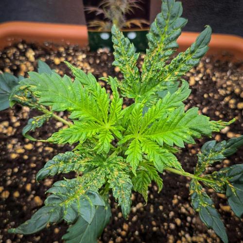 AK Automatic - Spliff Seeds | 40x40 LED. Week 4 - Here you can clearly see that the new shoots look almost healthy.