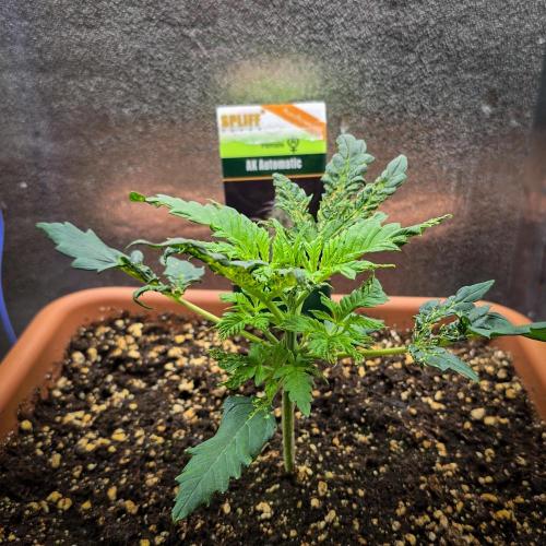 AK Automatic - Spliff Seeds | 40x40 LED. Week 4