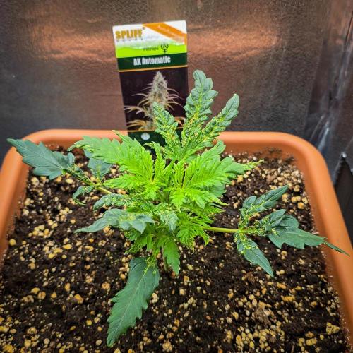 AK Automatic - Spliff Seeds | 40x40 LED. Week 4
