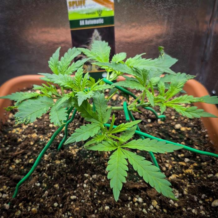 AK Automatic - Spliff Seeds | 40x40 LED. Week 5