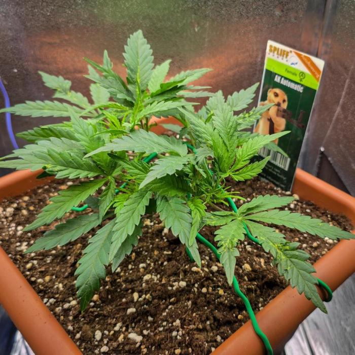 AK Automatic - Spliff Seeds | 40x40 LED. Week 6