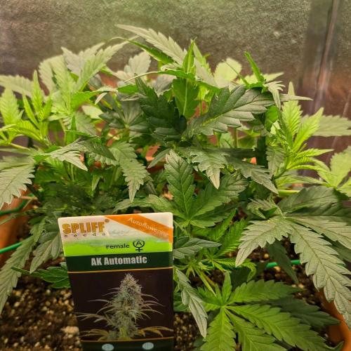 AK Automatic - Spliff Seeds | 40x40 LED. Week 7 - Before defoliation.