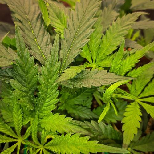 AK Automatic - Spliff Seeds | 40x40 LED. Week 7