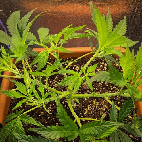 AK Automatic - Spliff Seeds | 40x40 LED. Week 7 - After defoliation.