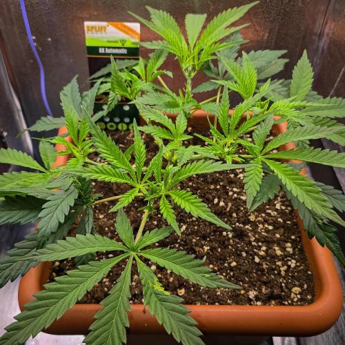 AK Automatic - Spliff Seeds | 40x40 LED. Week 7