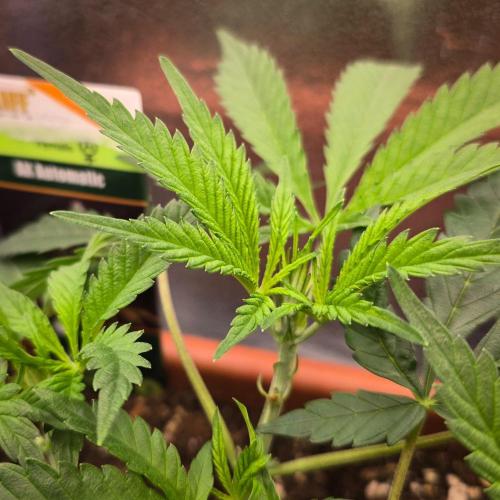 AK Automatic - Spliff Seeds | 40x40 LED. Week 7 - Young, healthy shoots.