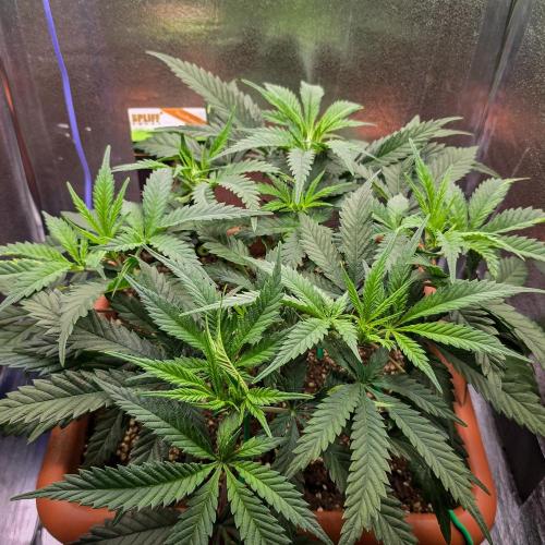 AK Automatic - Spliff Seeds | 40x40 LED. Week 8 - The plant makes optimal use of the small space in my grow box.