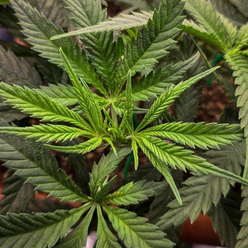 AK Automatic - Spliff Seeds | 40x40 LED. Week 8 - I think I'll see the first blossoms here soon.
