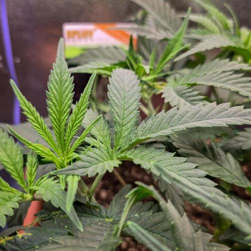 AK Automatic - Spliff Seeds | 40x40 LED. Week 8 - Only upon close inspection can one still see minor signs of deficiencies.