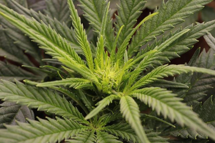 AK Automatic - Spliff Seeds | 40x40 LED. Week 9 - First flower buds.