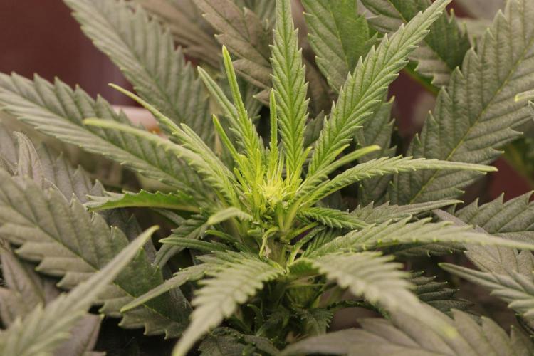 AK Automatic - Spliff Seeds | 40x40 LED. Week 9 - First flower buds.