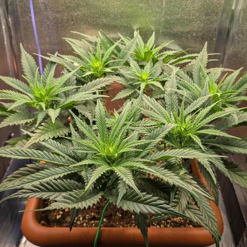 AK Automatic - Spliff Seeds | 40x40 LED. Week 9 - She has turned out beautifully, time to let her do her thing in peace.