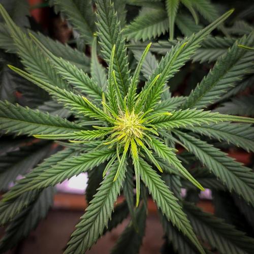 AK Automatic - Spliff Seeds | 40x40 LED. Week 10