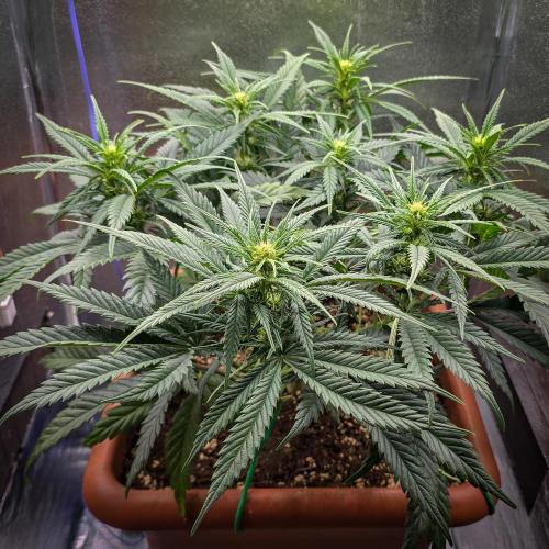 AK Automatic - Spliff Seeds | 40x40 LED. Week 10