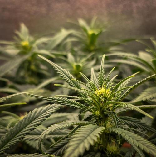 AK Automatic - Spliff Seeds | 40x40 LED. Week 10