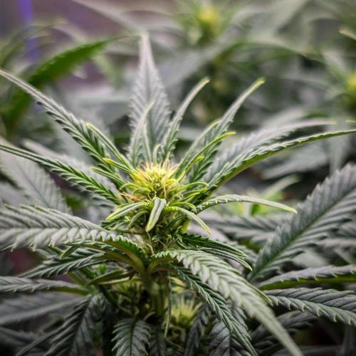 AK Automatic - Spliff Seeds | 40x40 LED. Week 10