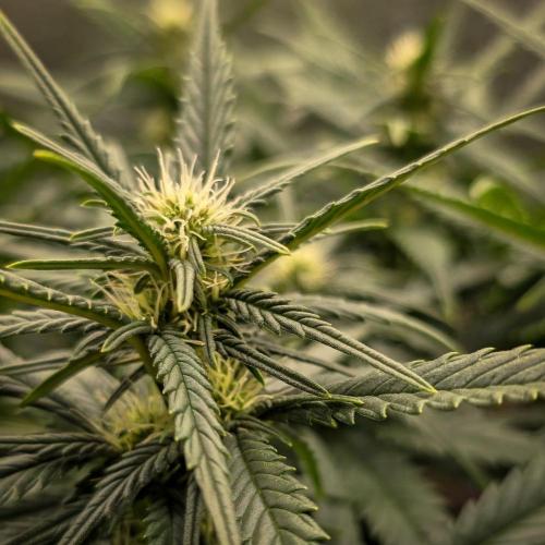 AK Automatic - Spliff Seeds | 40x40 LED. Week 11