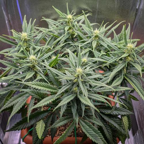 AK Automatic - Spliff Seeds | 40x40 LED. Week 11