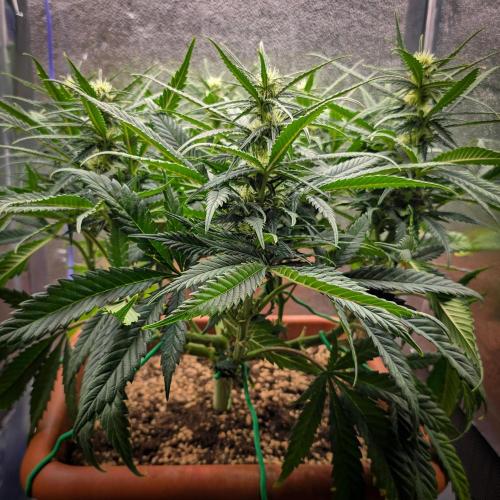 AK Automatic - Spliff Seeds | 40x40 LED. Week 11