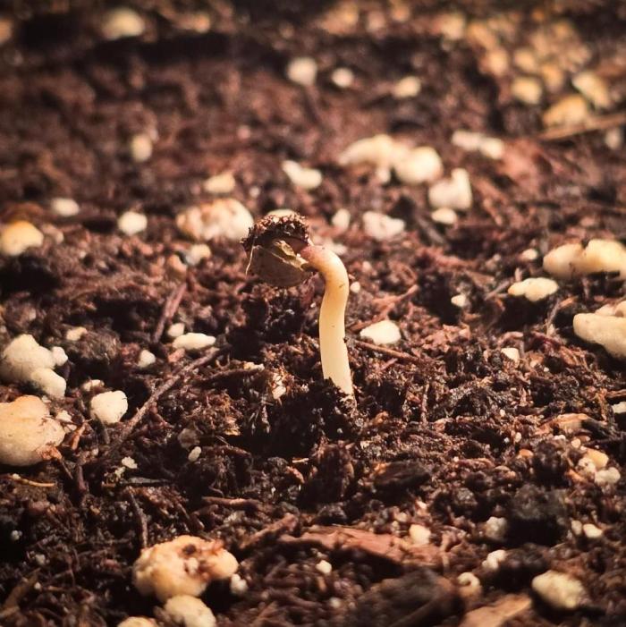 Deep Mandarine - Delicious Seeds. Week 0 - Last night, a tiny hint was already visible, now this little head already.