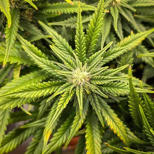 AK Automatic - Spliff Seeds | 40x40 LED. Week 12