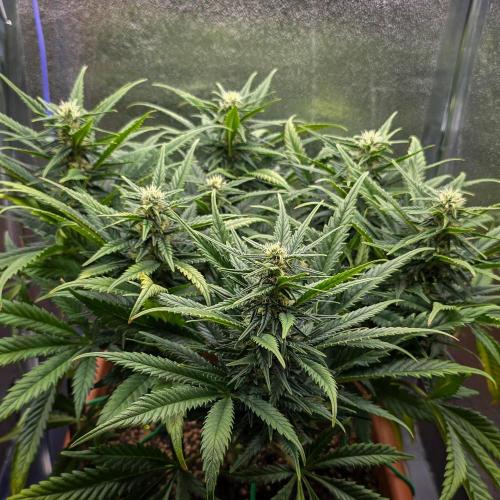 AK Automatic - Spliff Seeds | 40x40 LED. Week 12