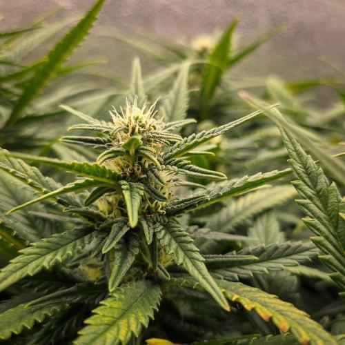 AK Automatic - Spliff Seeds | 40x40 LED. Week 12
