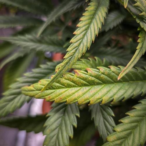 AK Automatic - Spliff Seeds | 40x40 LED. Week 12