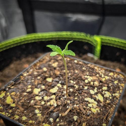 Deep Mandarine. Week 1