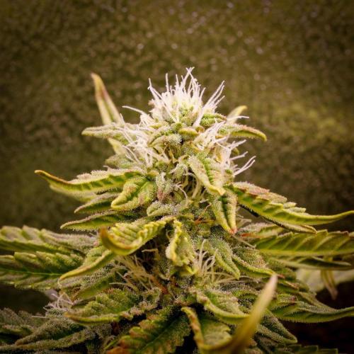 AK Automatic - Spliff Seeds | 40x40 LED. Week 13