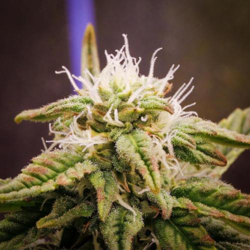 AK Automatic - Spliff Seeds | 40x40 LED. Week 13