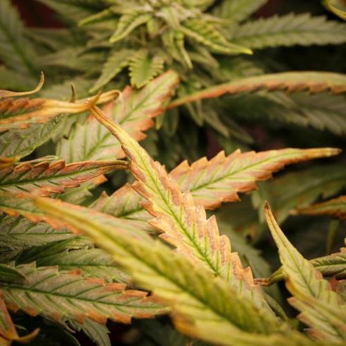 AK Automatic - Spliff Seeds | 40x40 LED. Week 13
