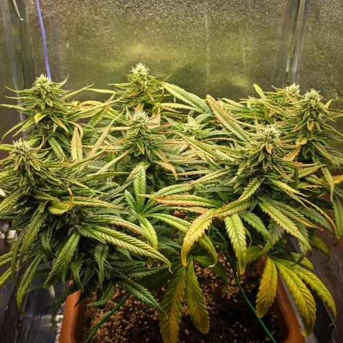 AK Automatic - Spliff Seeds | 40x40 LED. Week 13