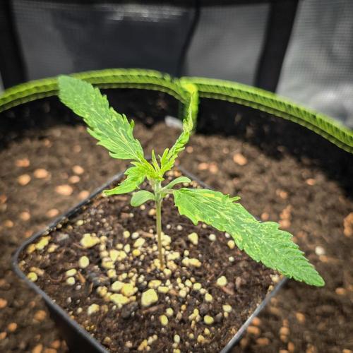 Deep Mandarine. Week 2
