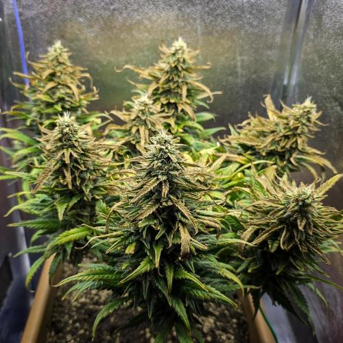 AK Automatic - Spliff Seeds | 40x40 LED. Week 14