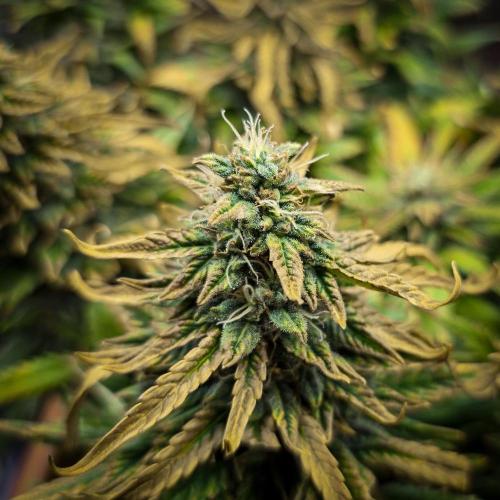 AK Automatic - Spliff Seeds | 40x40 LED. Week 14