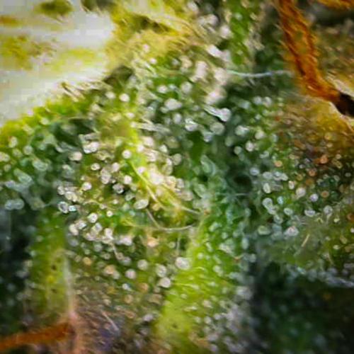 AK Automatic - Spliff Seeds | 40x40 LED. Week 14