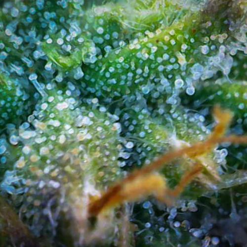 AK Automatic - Spliff Seeds | 40x40 LED. Week 14