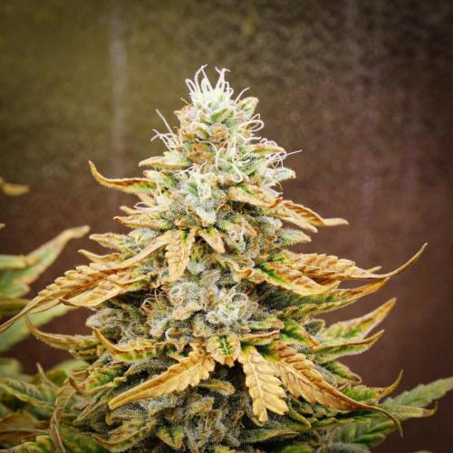 AK Automatic - Spliff Seeds | 40x40 LED. Week 15