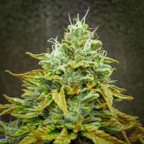 AK Automatic - Spliff Seeds | 40x40 LED. Week 15