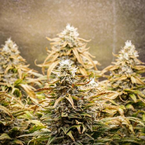 AK Automatic - Spliff Seeds | 40x40 LED. Week 15