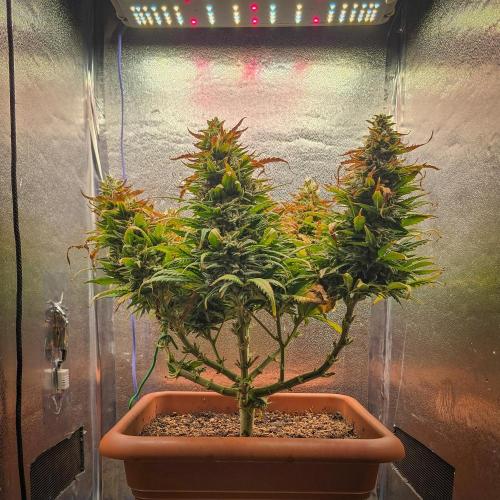 AK Automatic - Spliff Seeds | 40x40 LED. Week 15