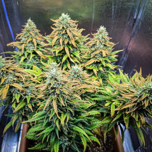 AK Automatic - Spliff Seeds | 40x40 LED. Week 15