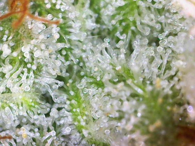 AK Automatic - Spliff Seeds | 40x40 LED. Week 15