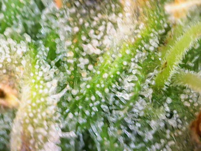 AK Automatic - Spliff Seeds | 40x40 LED. Week 15