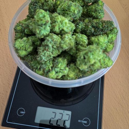 AK Automatic - Spliff Seeds | 40x40 LED. Week 15