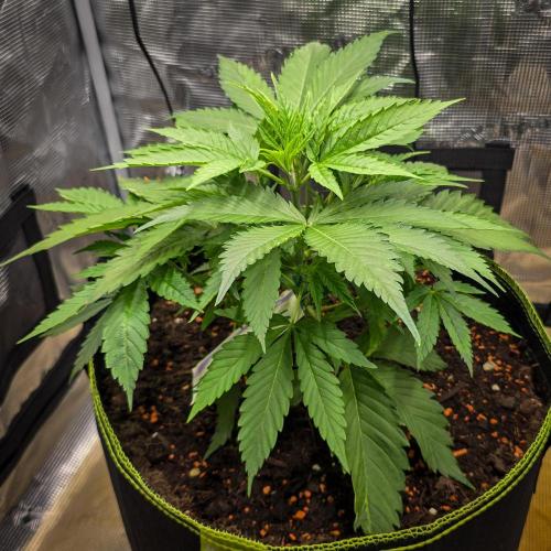 Deep Mandarine. Week 5