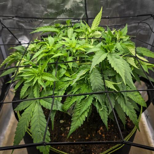 Deep Mandarine. Week 7