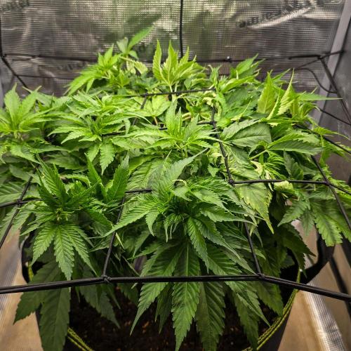 Deep Mandarine. Week 8