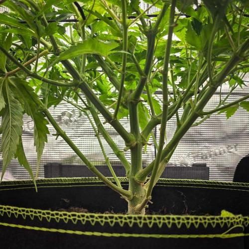 Deep Mandarine - Delicious Seeds. Week 9